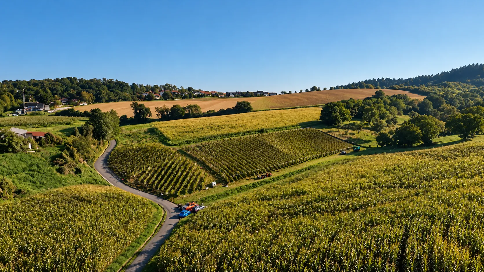 Weinberg im Frankensteiner Land